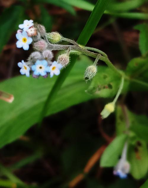 野勿忘草