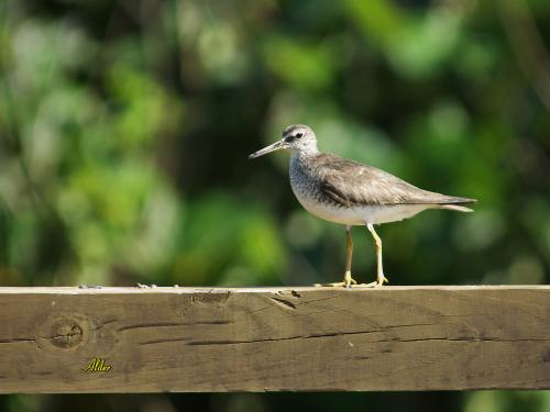 20091023_404591_Grey-tailed_Tattler_0206.jpg