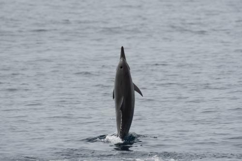長吻飛旋海豚 長吻飛旋海豚