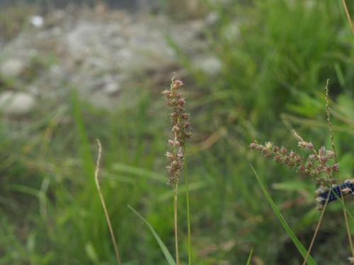 蒺藜草 (黐頭芒) 蒺藜草 (黐頭芒)