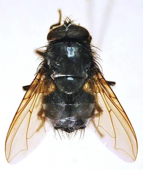 Paradichosia lui dorsal Paradichosia lui dorsal