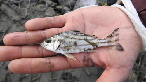 細鱗鯻  彎紋釘公 花身雞魚