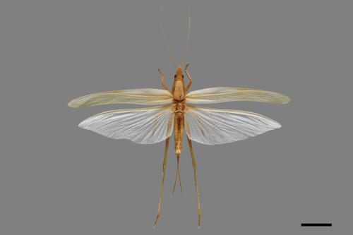 Pseudorhynchus gigas[大剪蟴][00086912]