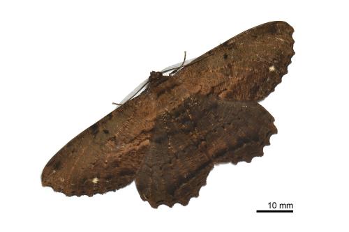 Chorodna creataria Chorodna creataria