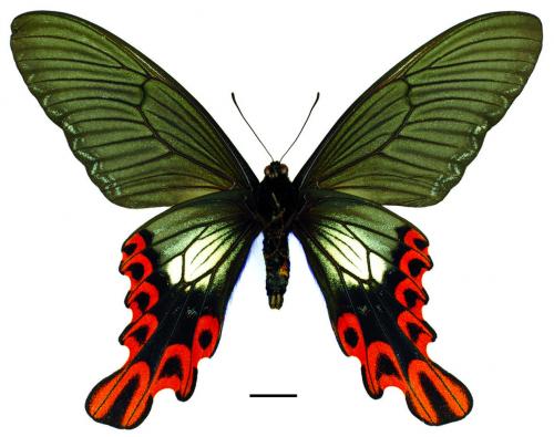 Papilio maraho Shiraki & Sonan, 1934 臺灣寬尾鳳蝶 Papilio maraho Shiraki & Sonan, 1934 臺灣寬尾鳳蝶