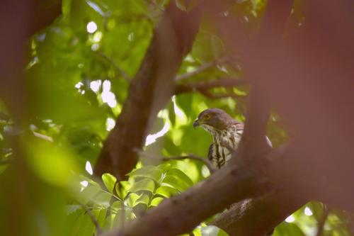 鳳頭蒼鷹(台灣亞種) 鳳頭蒼鷹(台灣亞種)