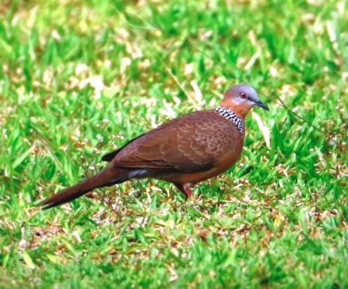 珠頸斑鳩 珠頸斑鳩