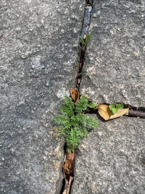 翅果假吐金菊
