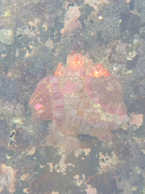 珠粒真寄居蟹