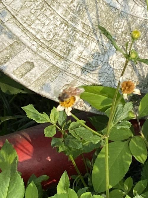 西方蜜蜂