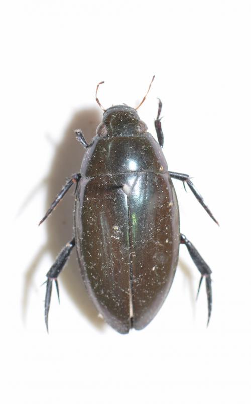 牙蟲 Hydrophilidae 牙蟲 Hydrophilidae