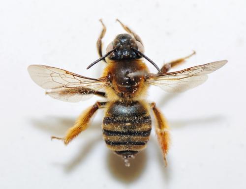 Megachilidae sp._陽明山 1 Megachilidae sp._陽明山 1