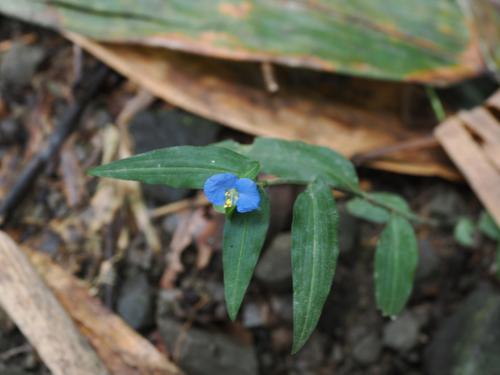 耳葉鴨跖草