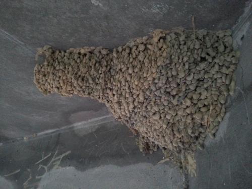 赤腰燕 赤腰燕