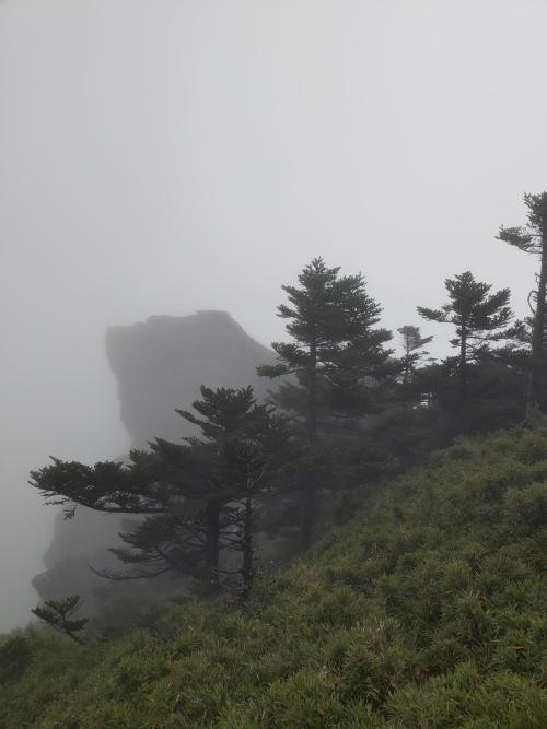 台灣冷杉 台灣冷杉