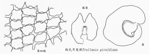 格氏耳葉蘚