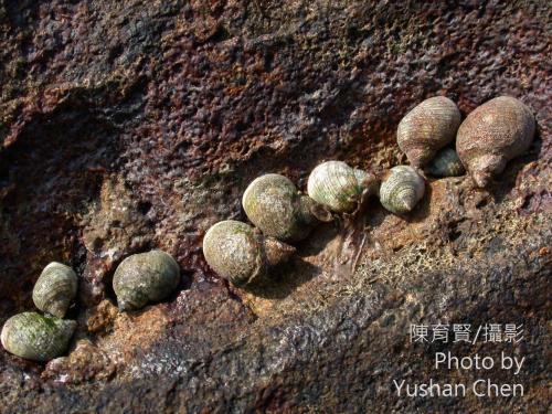 臺灣玉黍螺 臺灣玉黍螺