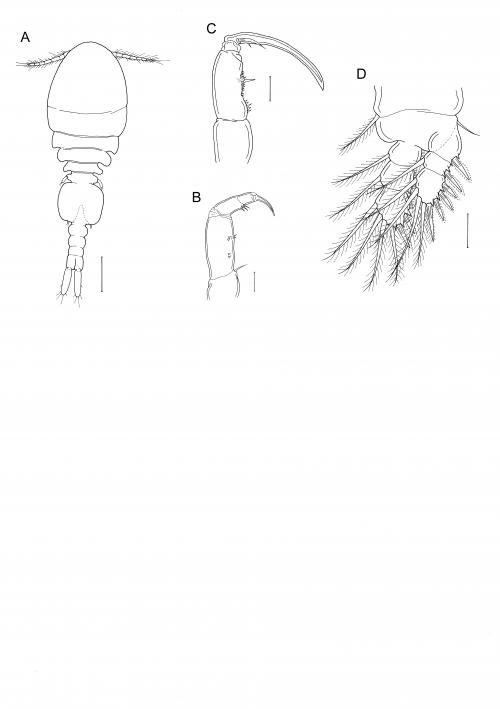 Odontomolgus cognatus_雄.jpg Odontomolgus cognatus_雄.jpg