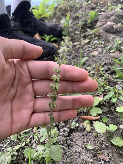 荔枝草