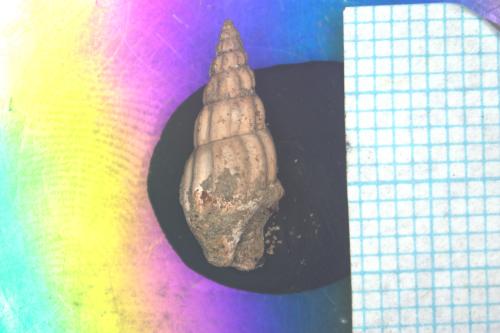 Melanoides tuberculata [ASIZF0100914]