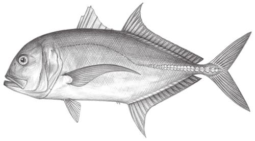 Caranx ignobilis@Jheng1259