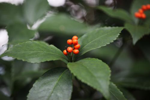 草珊瑚