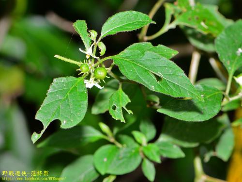 雙花龍葵 雙花龍葵
