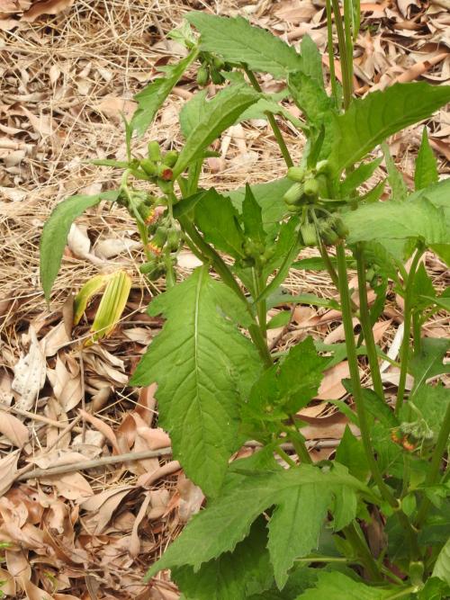 野茼蒿