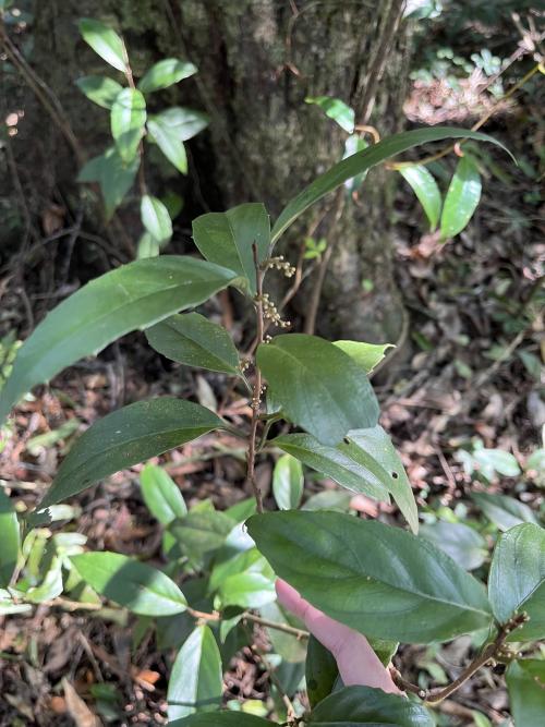 山桂花