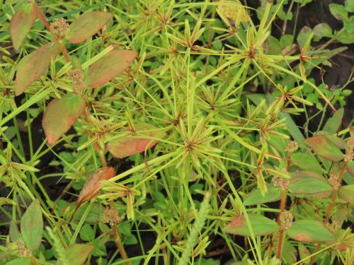 扁穗莎草 (沙田草) 扁穗莎草 (沙田草)