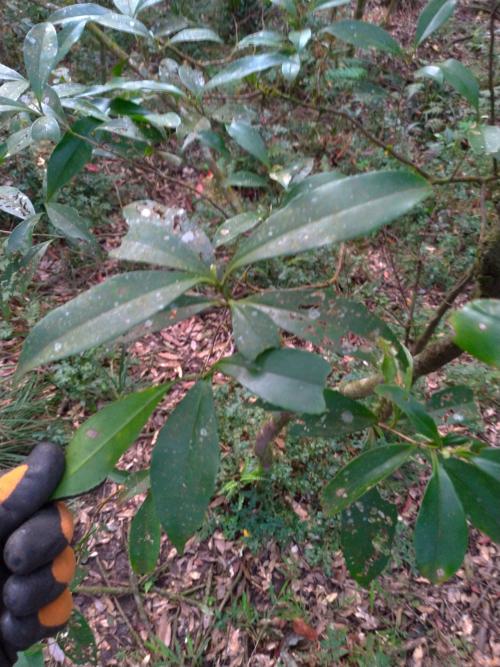烏皮茶