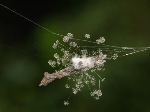 Sporodiniella umbellata(繖形小孢黴)