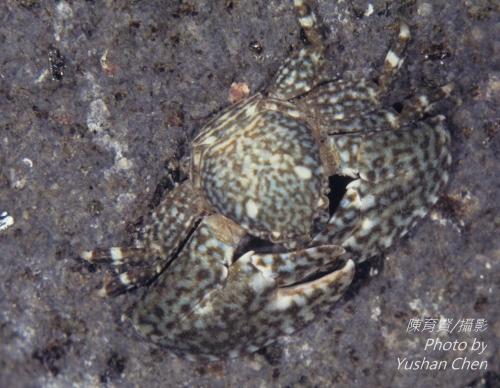 印度異額瓷蟹(印度岩瓷蟹) 
