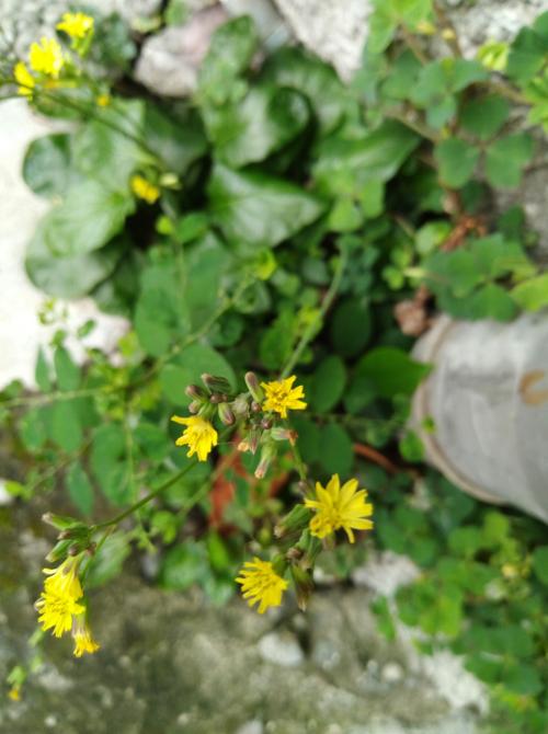 黃鵪菜