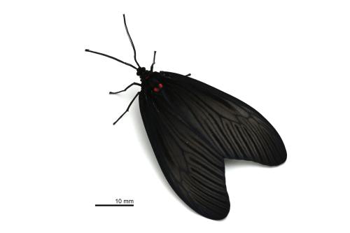 Gynautocera rubriscutellata Gynautocera rubriscutellata