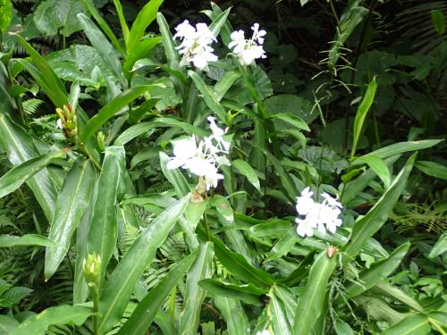 野薑花 野薑花