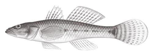 Glossogobius aureus@Jheng2139 Glossogobius aureus@Jheng2139