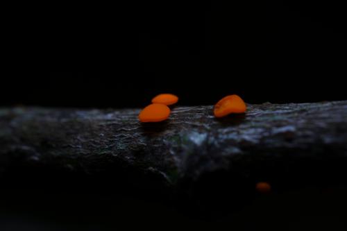 紅硬雙頭孢菌 紅硬雙頭孢菌