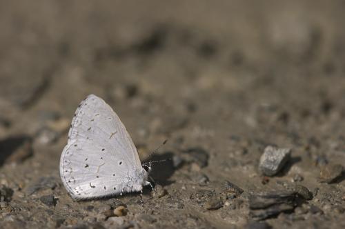 20090930_345794_Udara dilecta_a.jpg 20090930_345794_Udara dilecta_a.jpg