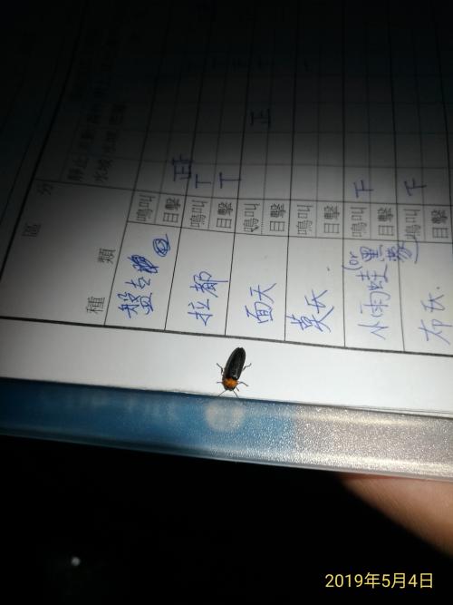 黑翅螢 黑翅螢