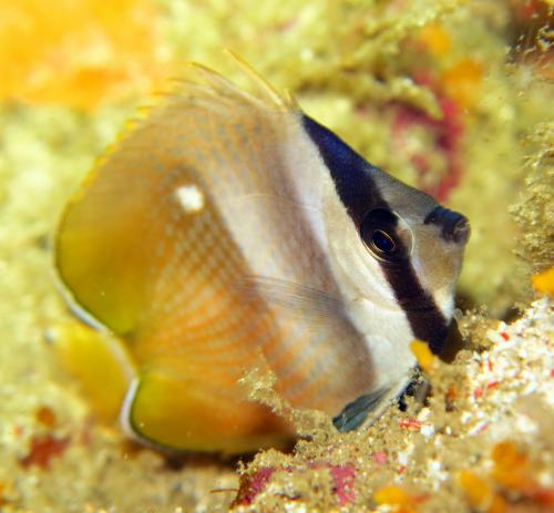 Chaetodon kleinii 克氏蝴蝶魚