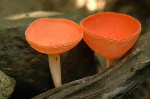 Cookeina speciosa(橘黃毛杯菌) Cookeina speciosa(橘黃毛杯菌)