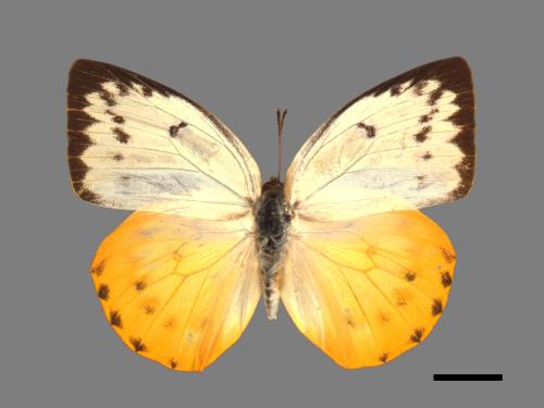Catopsilia scylla cornelia[大黃裙粉蝶][00014228]