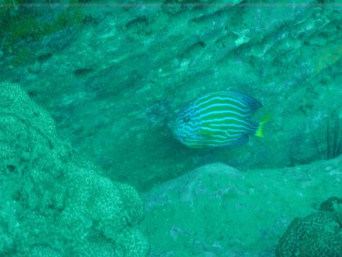 Chaetodontoplus septentrionalis@fishdb-media-467 Chaetodontoplus septentrionalis@fishdb-media-467