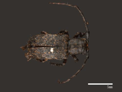 Agelasta hirticornis[毛角星斑天牛][00082450]