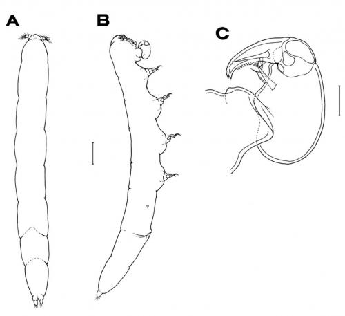 Xarifia longa_雄.jpg