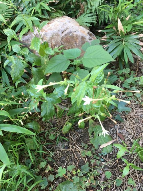 皺葉菸草 皺葉菸草