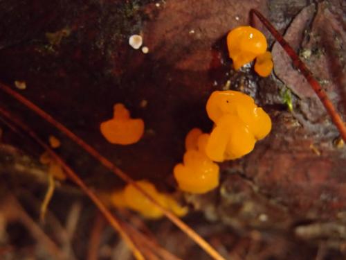 Dacrymyces palmatus(掌狀花耳)