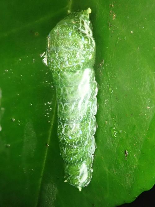 無尾白紋鳳蝶