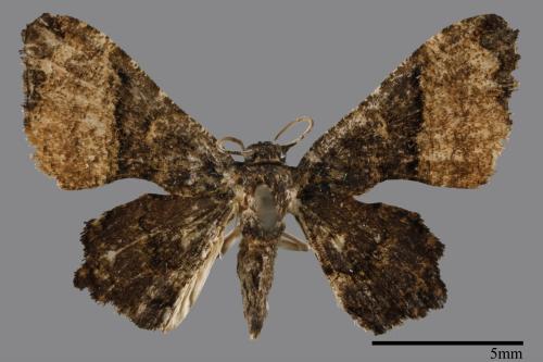 Monobolodes pernigrata[圓翅寬帶雙尾蛾][00012893]